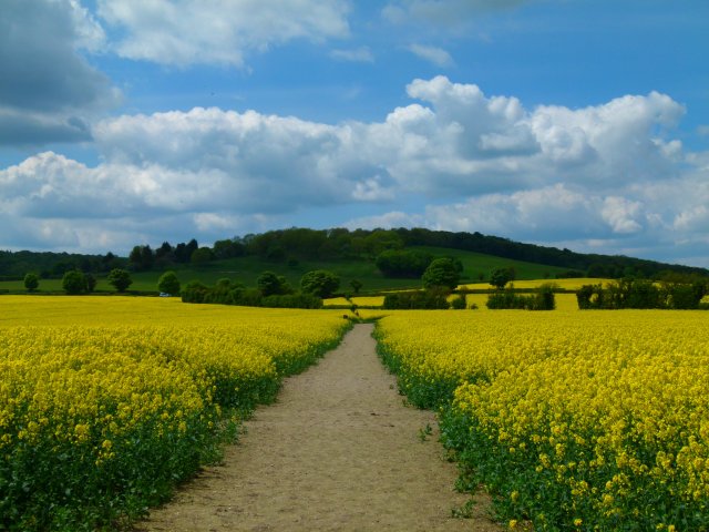 the triumph of horsenden 065