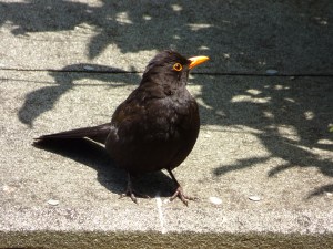 blackbird (2)