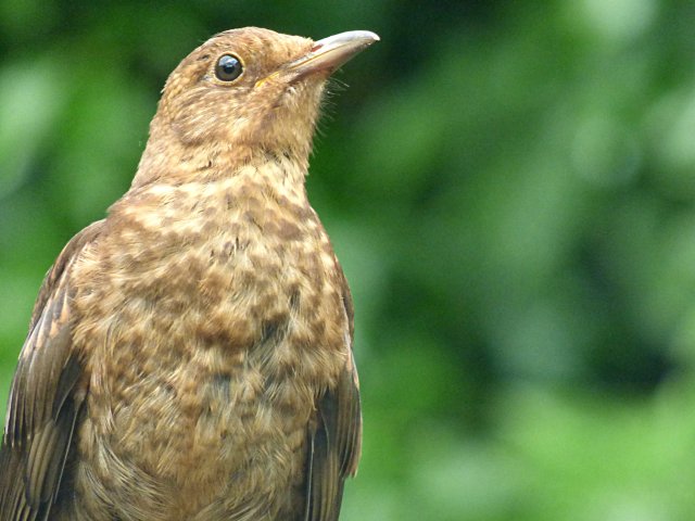 thrush (5)