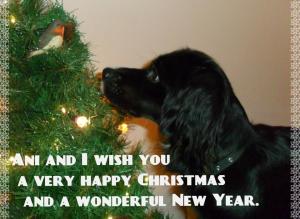 Ani christmas
