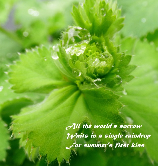 lady's mantle