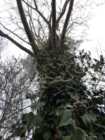 frosted ivy on tree