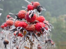 red rosehips in frost