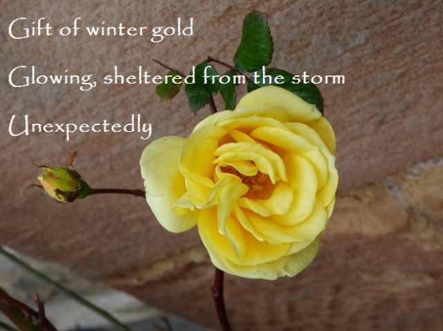 Gift of winter gold Glowing sheltered from the storm Unexpectedly