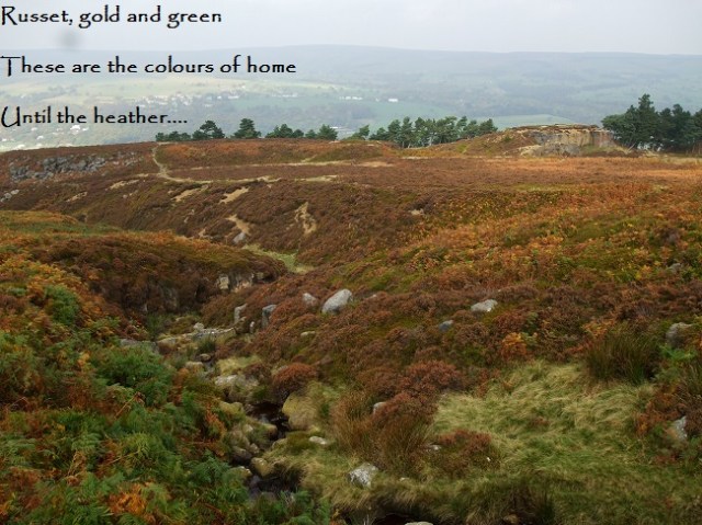 Russet, gold and green These are the colours of home Until the heather…