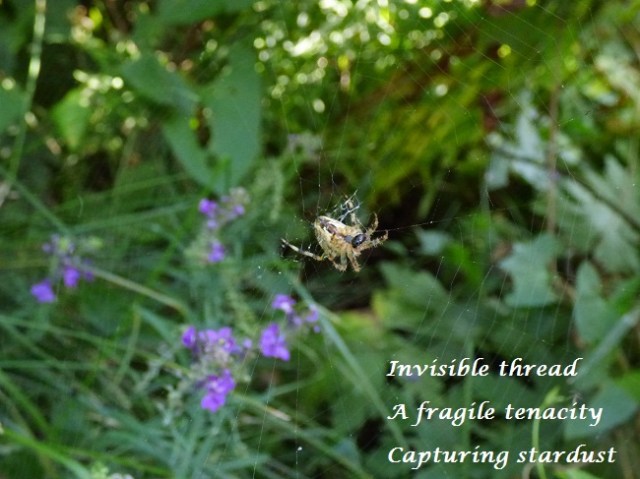 Invisible thread A fragile tenacity Capturing stardust