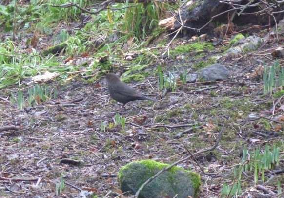 scotland trip jan 15 120