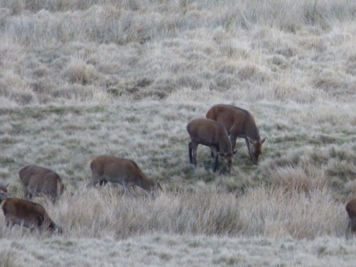 scotland trip jan 15 151