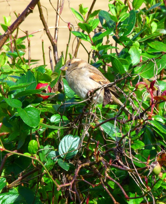 sparrow (6)