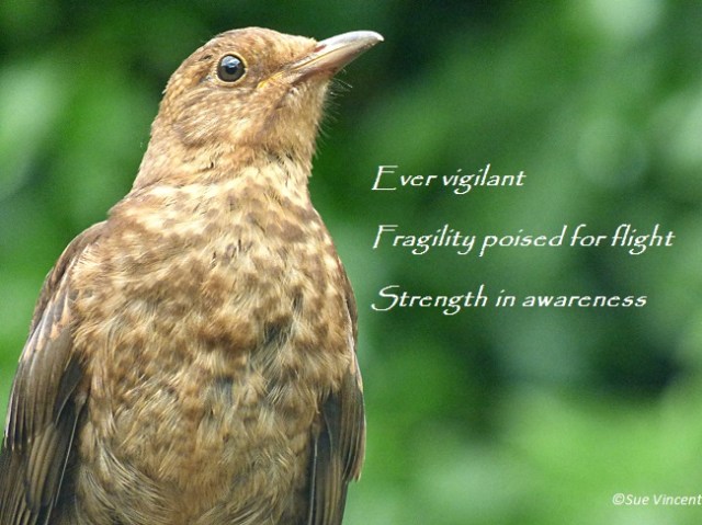 Ever vigilant Fragility poised for flight Strength in awareness