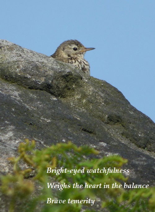 Bright-eyed watchfulness Weighs the heart in the balance Brave temerity
