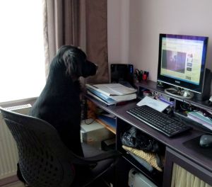 Our furry companions can be trained to do a number of useful tasks...