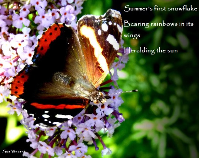 Summer’s first snowflake  Bearing rainbows in its wings Heralding the sun