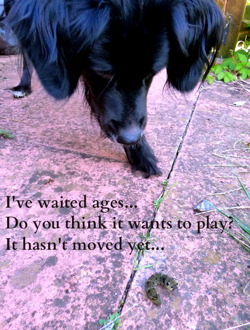 I've waited ages... Do you think it wants to play? It hasn't moved yet...