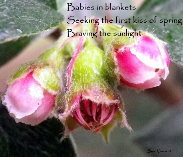 Babies in blankets, seeking the first kiss of spring, braving the sunlight