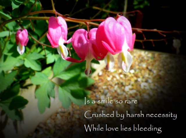 Is a smile so rare Crushed by harsh necessity While love lies bleeding