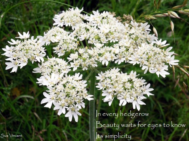 In every hedgerow beauty waits for eyes to know its simplicity