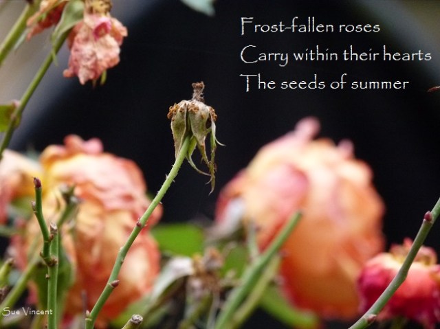 Frost-fallen roses Carry within their hearts The seeds of summer