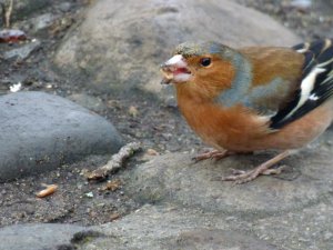 Friendly chaffinch…