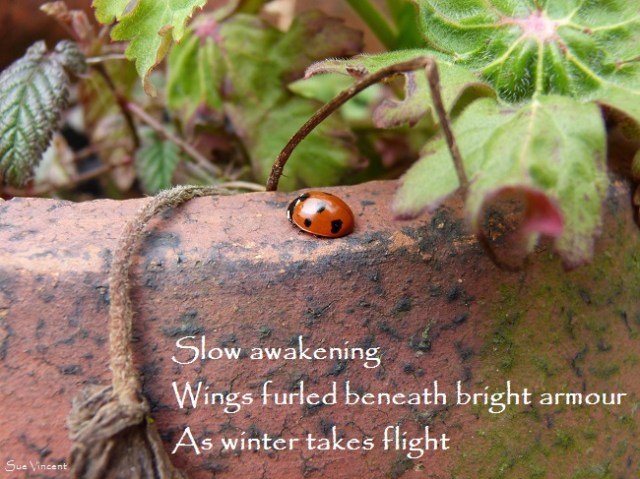 Slow awakening Wings furled beneath bright armour As winter takes flight