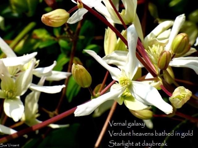 Petalled galaxy Verdant heavens bathed in gold Starlight at daybreak