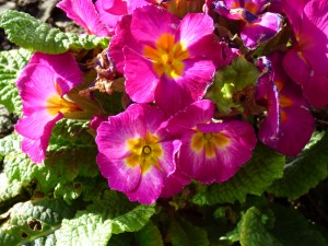 kites and hares walk 032