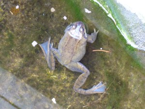 kites and hares walk 034