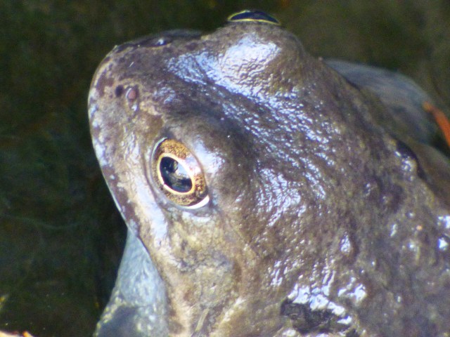 kites and hares walk 055