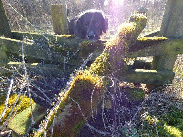 kites and hares walk 093