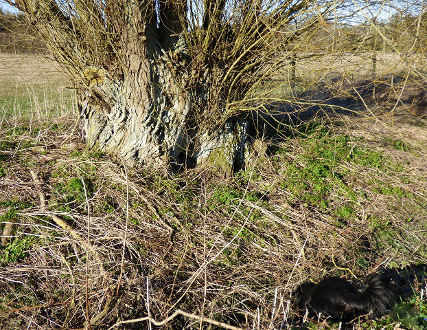 kites and hares walk 131