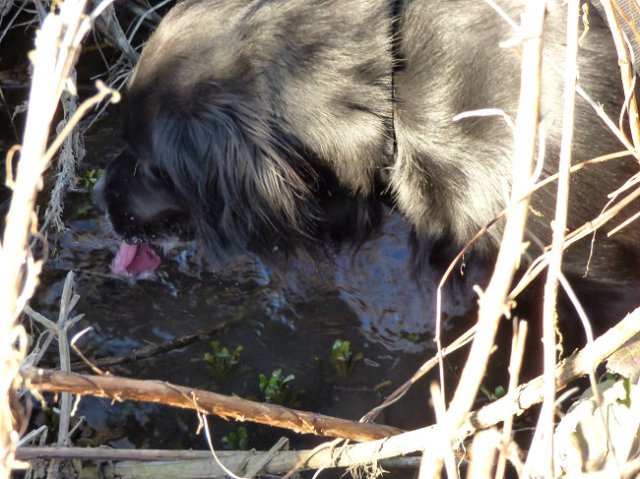 kites and hares walk 137