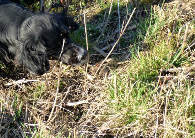 kites and hares walk 140