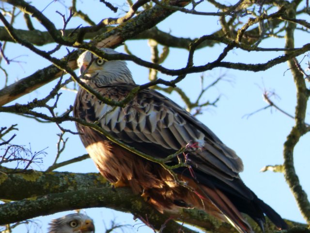 kites and hares walk 164