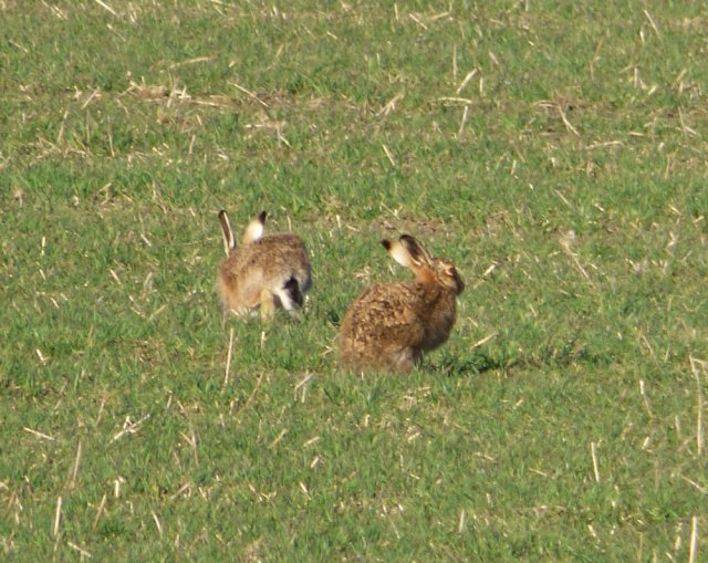 kites and hares walk 185