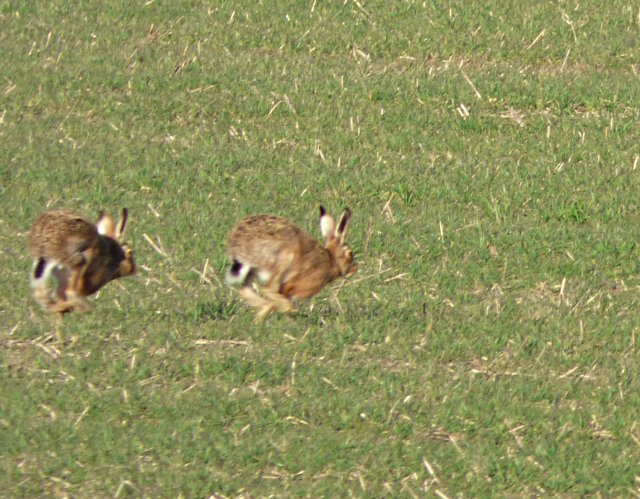kites and hares walk 198