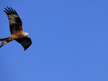 kites and hares walk 224