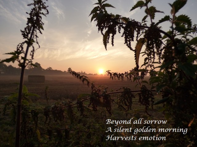 beyond all sorrow a silent golden morning harvests emotion