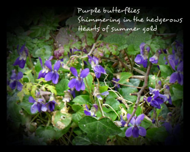 Purple butterflies Shimmering in the hedgerows Hearts of summer gold