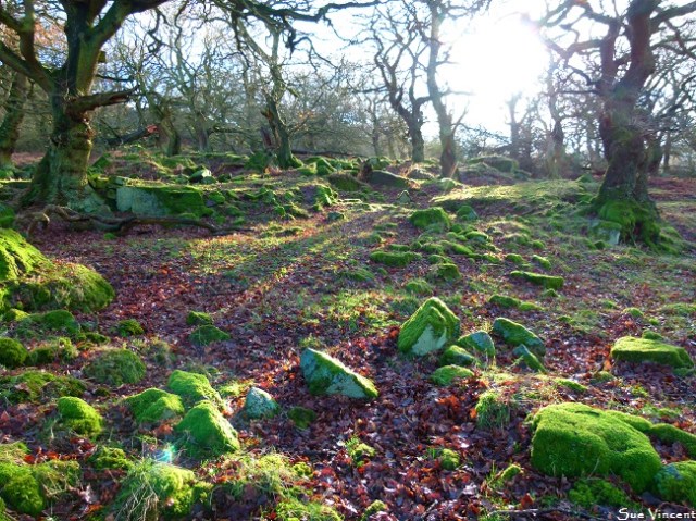 Valley of dancers Raising arms in ageless grace At the edge of dreams