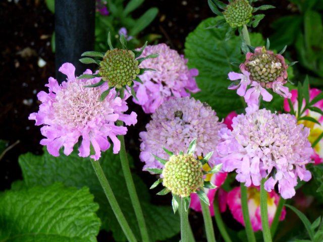 garden flowers birds 045