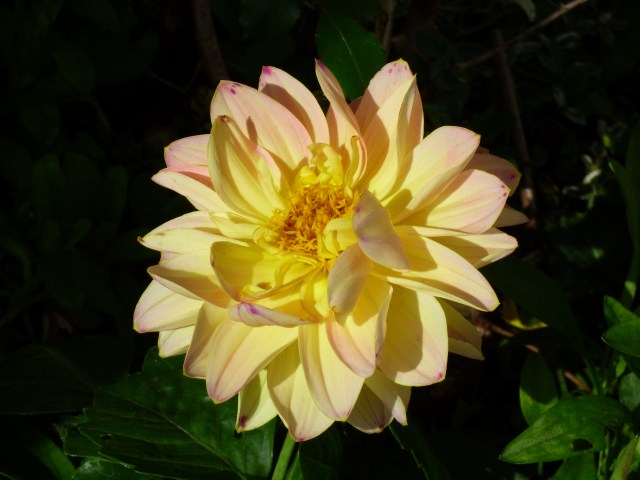 garden flowers birds 086