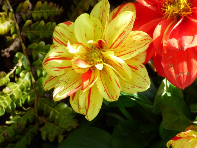 garden flowers birds 094