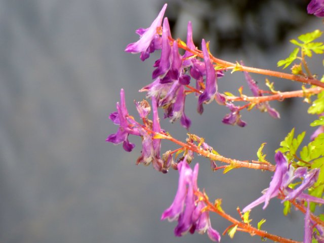 garden flowers birds 112