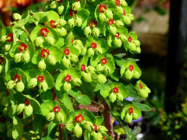 garden flowers birds 133