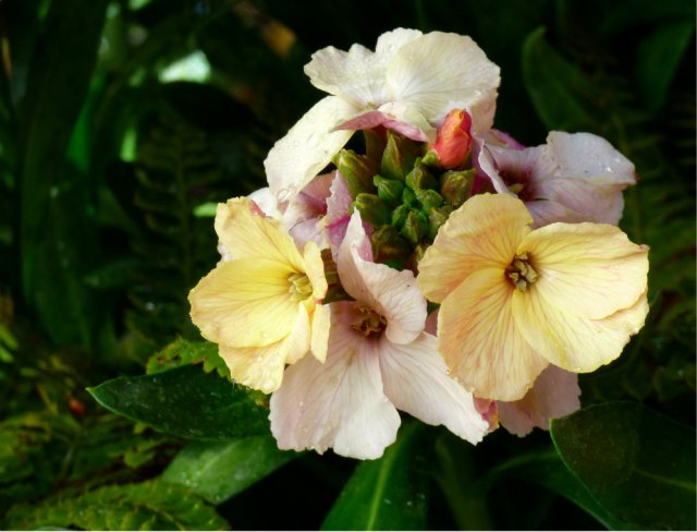 garden flowers birds 140