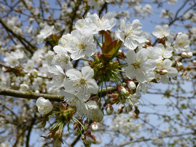 garden flowers birds 172