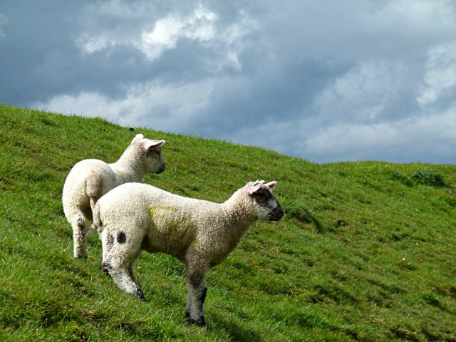 kevin arbor low (42)