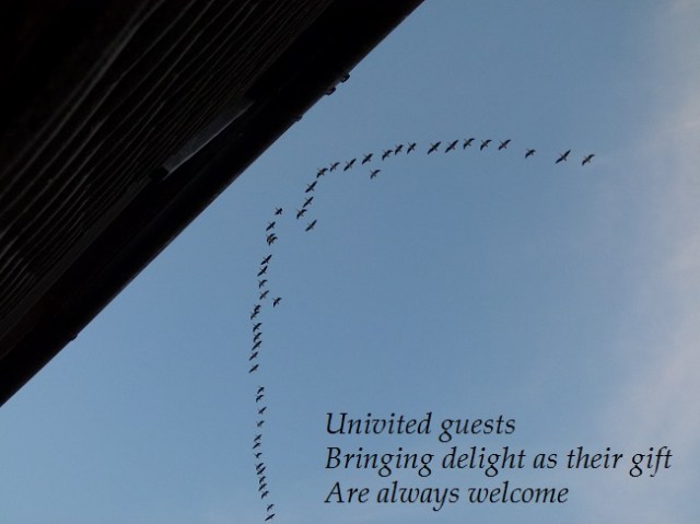 Univited guests Bringing delight as their gift Are always welcome