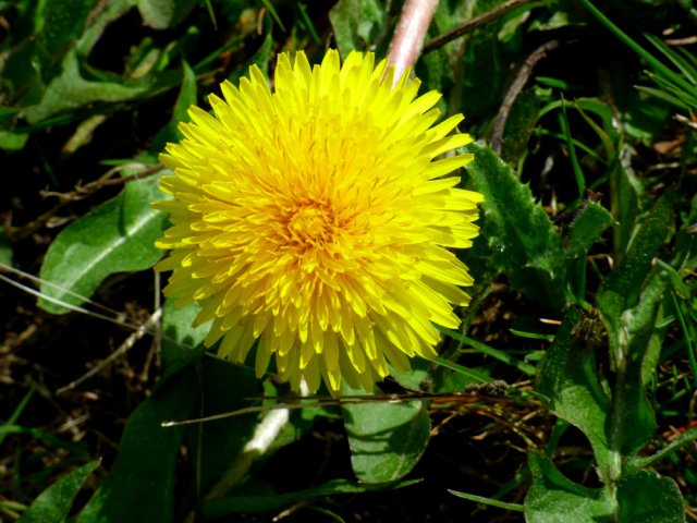 spring walk kite 014