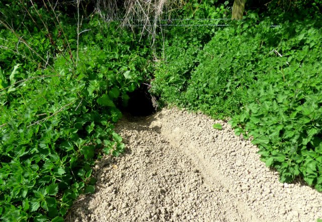 spring walk kite 019